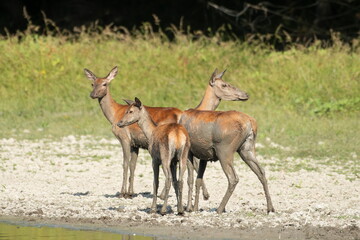 The doe and calf rest in the mud during the hot summer days