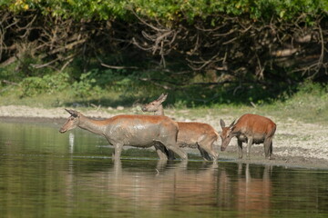 A doe and calf drink water on a warm summer day