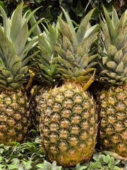 Summer fruits. Closeup photo of pineapples