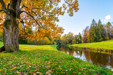 Obraz premium Autumn foliage in Pavlovsky park, Pavlovsk, St. Petersburg, Russia