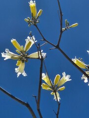 flowers of a white lapacho