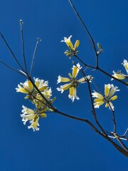flowers of a white lapacho