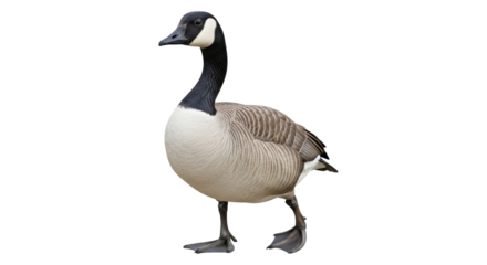 Isolated Canada Goose, a common wild bird, in full body view, standing alone on its feet