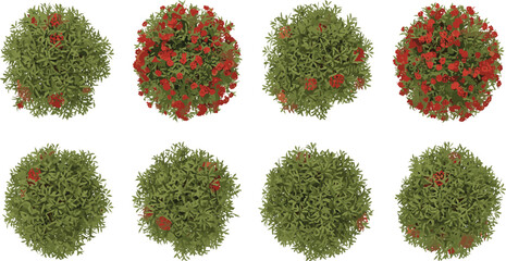 Top view bush plants, green foliage with red flowers, landscape design, garden decoration, natural texture, botanical background, floral pattern, nature
