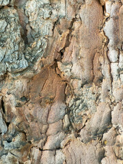 Macro abstract texture of aged tree bark