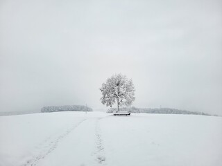 Idyllic and peaceful winter landscape with a snow-covered solitary tree and a bench in the middle...
