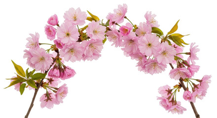 Isolated flowering twig arrangement with pink blossom in bloom for wedding or spring event