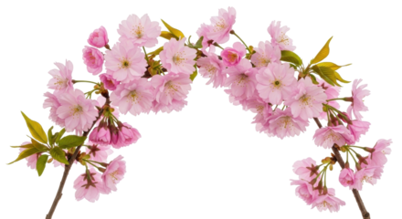 Isolated flowering twig arrangement with pink blossom in bloom for wedding or spring event