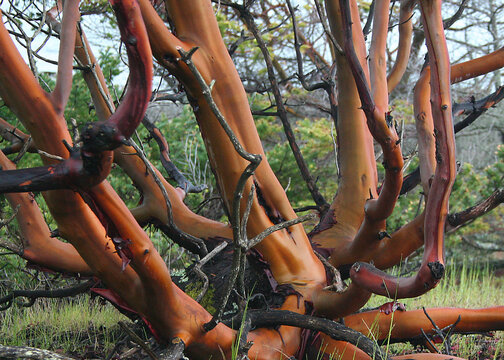 Reddish gnarly arbutus tree on an isolated island on Salish Sea