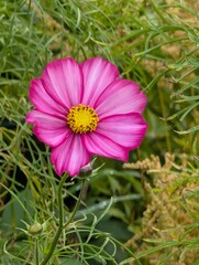 Close-up of a bright cosmos flower in the garden.