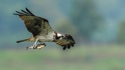 red tailed hawk in flight