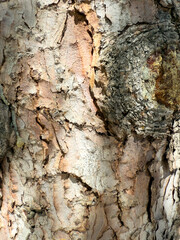 Closeup view of rough tree bark texture