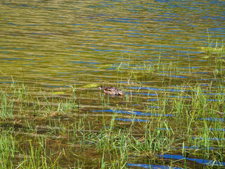 Mallard duck (Anas platyrhynchos) at etang de Comte, Pyrenees