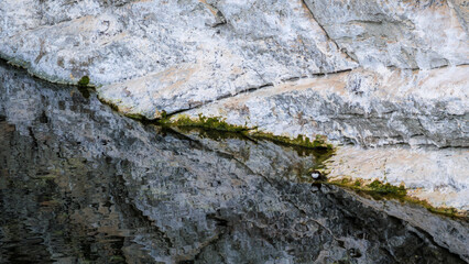 White-throated dipper (Cinclus cinclus) perched by rock with reflection
