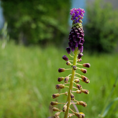 Tassel hyacinth (Muscari comosum) flower with ants on its stem