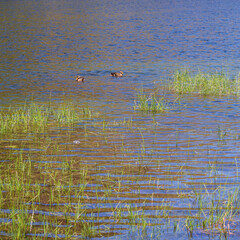 Two Mallard ducks Anas platyrhynchos swimming on Etang de Comte lake