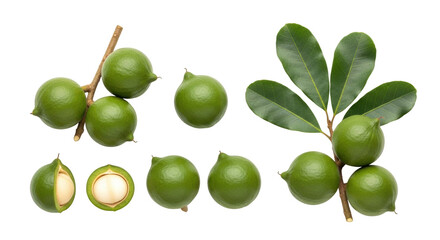 Isolated Macadamia Nuts Still in Green Husks, Open Kernel Sections, and Leafy Branch
