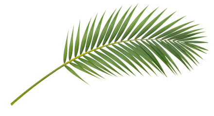 Isolated palm leaf, tropical frond on stem, plant branch decoration in green color
