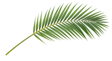 Isolated palm leaf, tropical frond on stem, plant branch decoration in green color