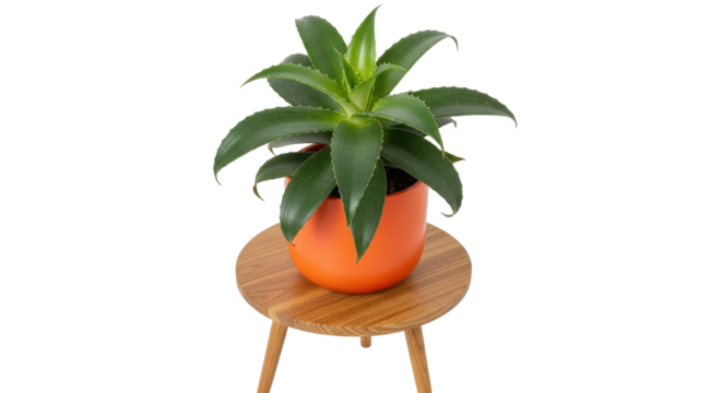 Isolated indoor decorative plant in an orange pot on a small wooden table stand