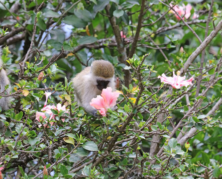 Closeup of a young Vervet Monkey smelling a pink Hibiscus flower, Kenya Africa
