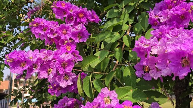 Inflorescence of deep pink Queen's crape myrtle flowers. Bouquet of light pink flower pride of India. Beautiful flowers of Thailand.There are small bees and bumblebees flying in to drink nectar.  
