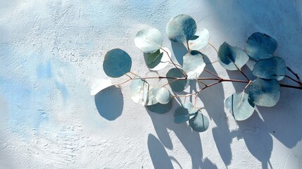 Eucalyptus branch casting shadows on light blue textured wall