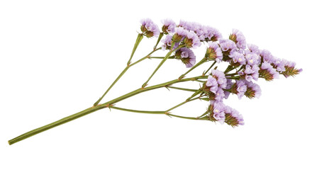 Isolated limonium sinuatum bunch, delicate floral decor element for modern design themes