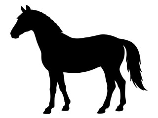 Horse silhouette,morgan horse black silhouette vector