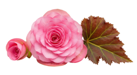 Isolated begonia blossom with flower bud and brown leaf, elegant petals of blooming bloom