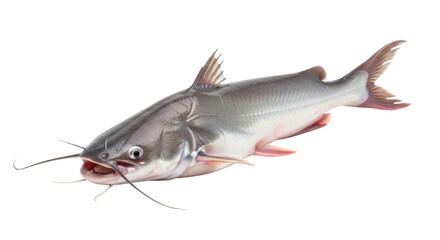 Isolated catfish specimen with slender barbels, a popular food source for fish cuisine