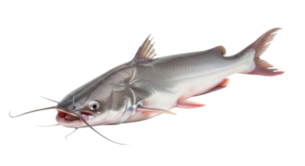 Isolated catfish specimen with slender barbels, a popular food source for fish cuisine