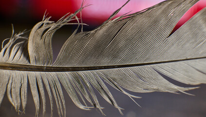 Close up view of feather textures