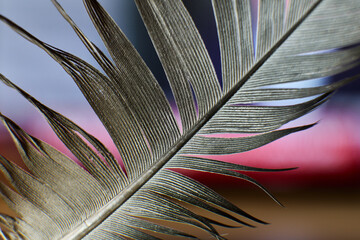 Close up view of feather textures