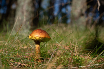 Closeup of a wild mushroom growing in forest grass, symbolizing autumn, nature’s harvest, organic food, biodiversity, and natural environment. Perfect for culinary and ecological themes.