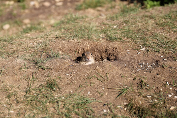 European ground squirrel, National park Muranska Planina, Slovakia.