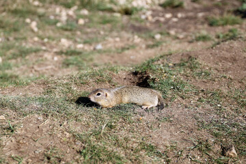 European ground squirrel, National park Muranska Planina, Slovakia.