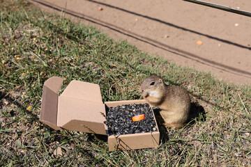European ground squirrel, National park Muranska Planina, Slovakia.