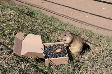 European ground squirrel, National park Muranska Planina, Slovakia.
