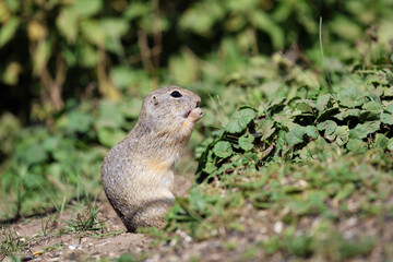 European ground squirrel, National park Muranska Planina, Slovakia.