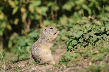 European ground squirrel, National park Muranska Planina, Slovakia.