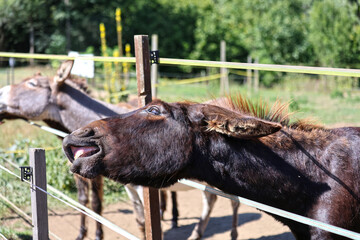 Donkeys as living lawnmowers for ground squirrels, Muranska Planina National Park, Slovakia.