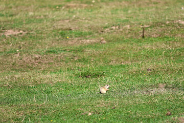 European ground squirrel, National park Muranska Planina, Slovakia.