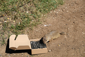 European ground squirrel, National park Muranska Planina, Slovakia.