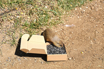 European ground squirrel, National park Muranska Planina, Slovakia.