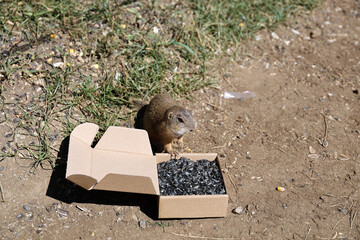European ground squirrel, National park Muranska Planina, Slovakia.
