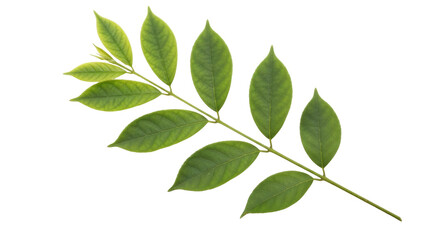 Isolated Leafy Branch, Fresh Springtime Growth, Lush Leaves for Design Projects, Green Color