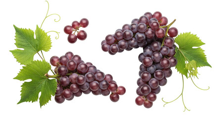 Isolated dark red grapes with leaves, natural fruit for healthy eating and delicious desserts