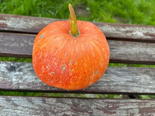 pumpkin on the grass