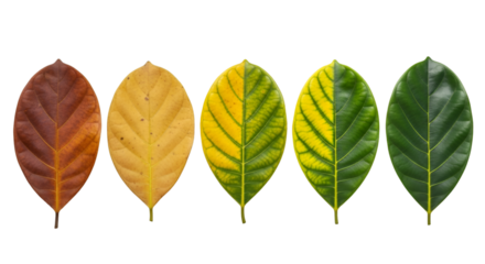 Progression of Five Leaves from Brown to Green leaf